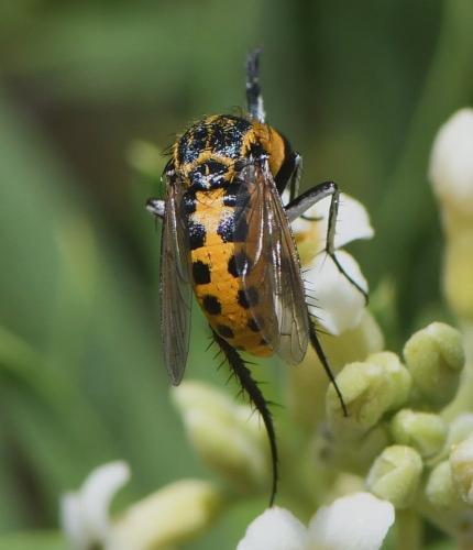Réf. 236 350 : Toxophora fasciculata